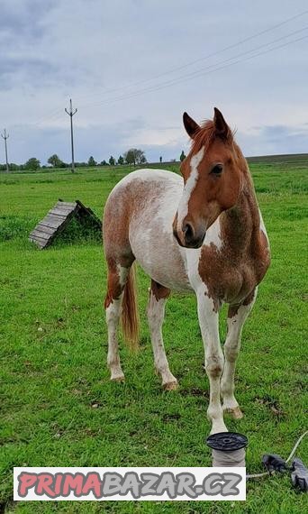 Paint horse 50%