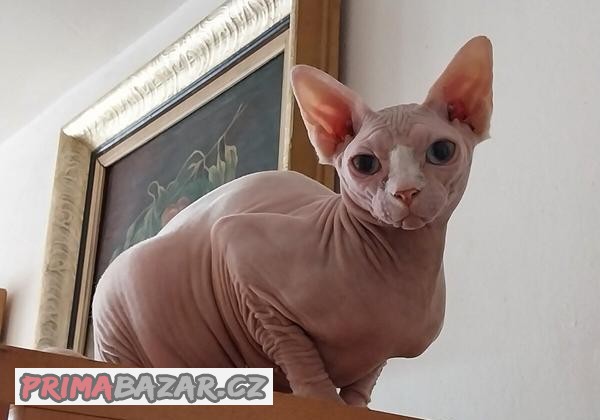 Kanadský  Sphynx kocky na prodej