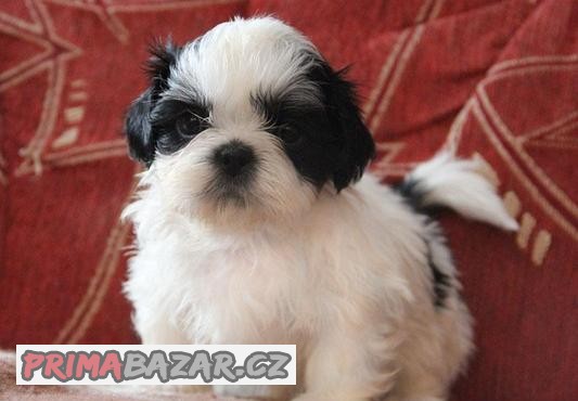 Shih-tzu, ši-tzu , ši-cu - štěňátka s PP FCI