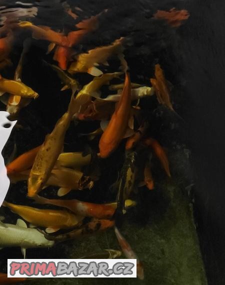 Koi kapr