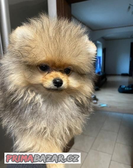 Pomeranian FCI - Chovatelská  stanice Pure Live Puppy