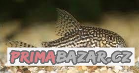 Pancéřníček Štěrbův - Corydoras Sterbai