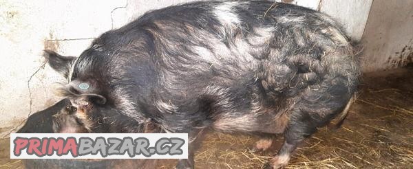 Prasnice kune kune