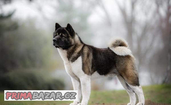 Krytí – Americká Akita (Šampion)