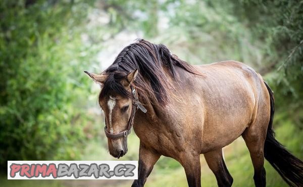 LUSITANO