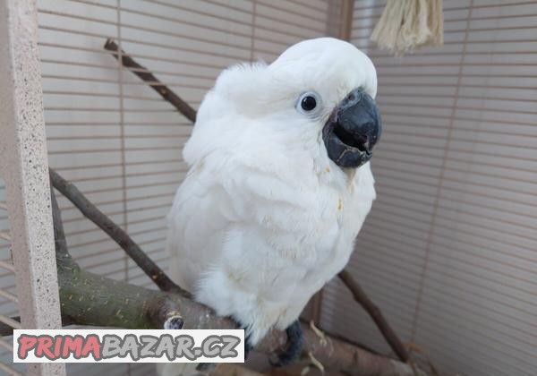 KAKADU BILY ALBA ručně dokrmená SAMICE mládě 7měs