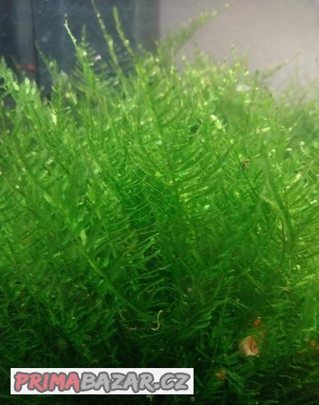 Akvarijní mech Creeping moss - Vesicularia sp.