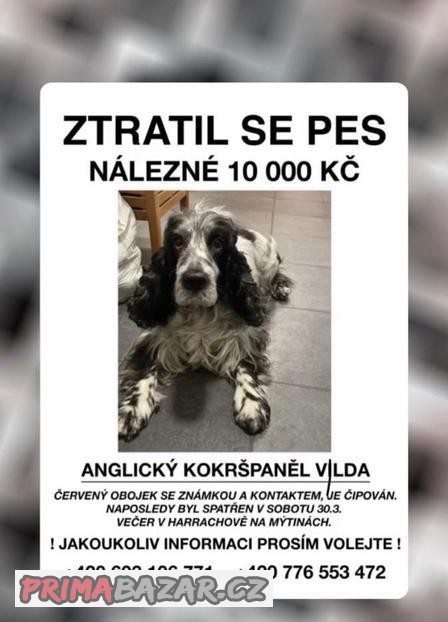 ztratil-se-pejsek-korenov-aktualizace-informaci