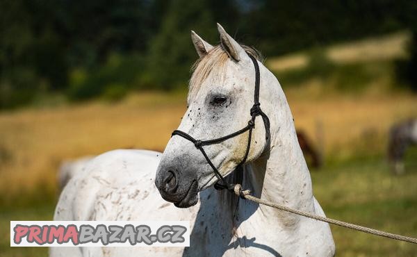 Aktivní (ne)pony sympaťák
