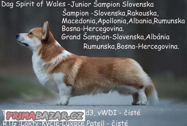 Welsh Corgi Pembroke
