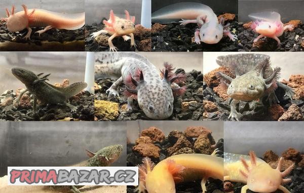 Na prodej Axolotl (vodní dráček) Zasíláme po celé ČR