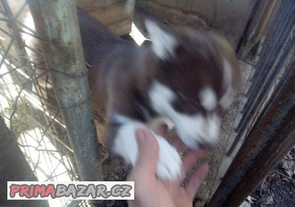 Sibiřský husky