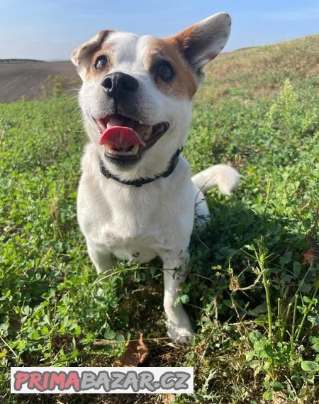 Jack Russell Teriér kryti