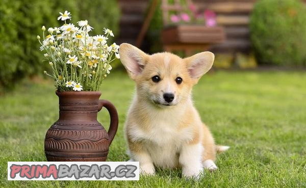 WELSH CORGI PEMBROKE S PP