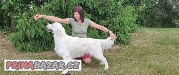 Zlatý retriever s PP - nabídka ke krytí (uchovněná fena)