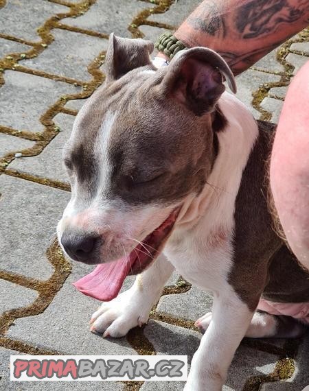 Staffbull