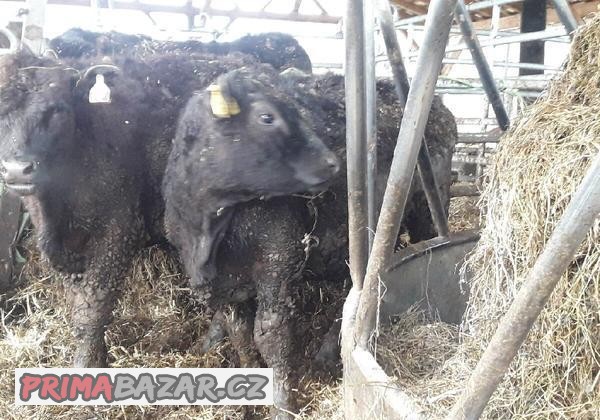 Aberdden angus