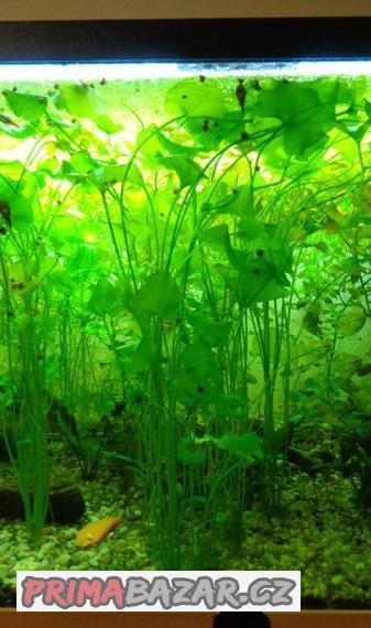 Akvarijní rostliny  Ludwigia, Douška