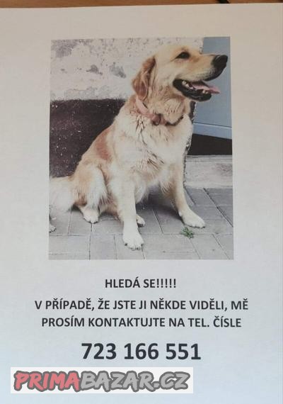 zlaty-retrivr