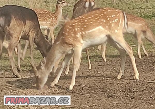 Prodám daňčí zvěř