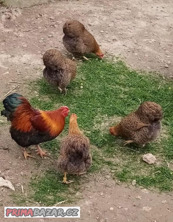 Zdrobnělé vyandotky - násadová vejce