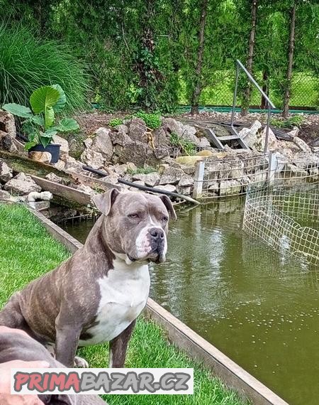 American bully