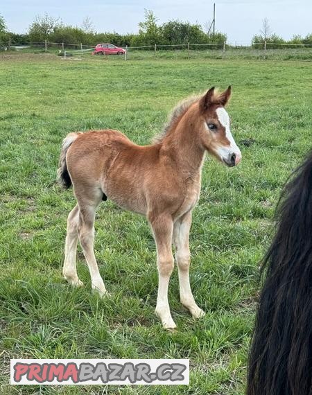 Hříbě Welsh cob na prodej