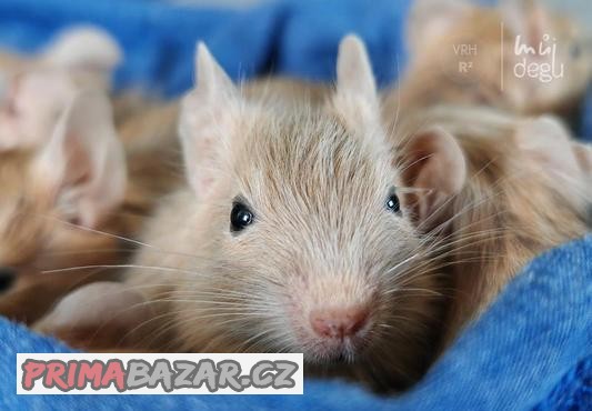Osmák degu - mláďata s PP