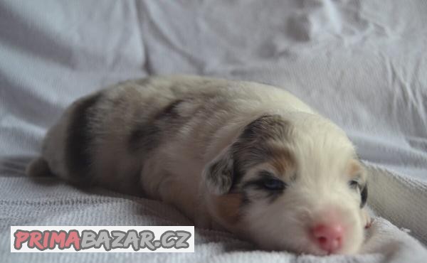 Australský ovčák - blue merle chlapeček s dlouhým ocáskem