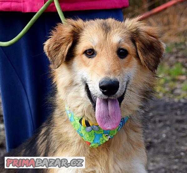 ROSTOV K ADOPCI - 1,5 ROKU - MILÝ DOBRÁK,HODNÝ,KLIDNÝ