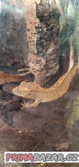 Pagekon řasnaty Rhacodactylus ciliatus