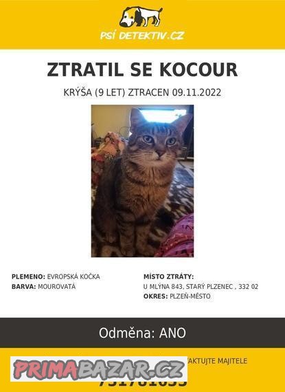 ztratil-se-kocour