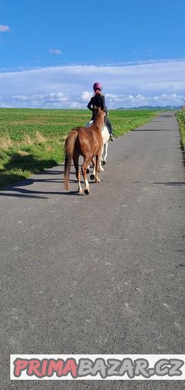 Pony S