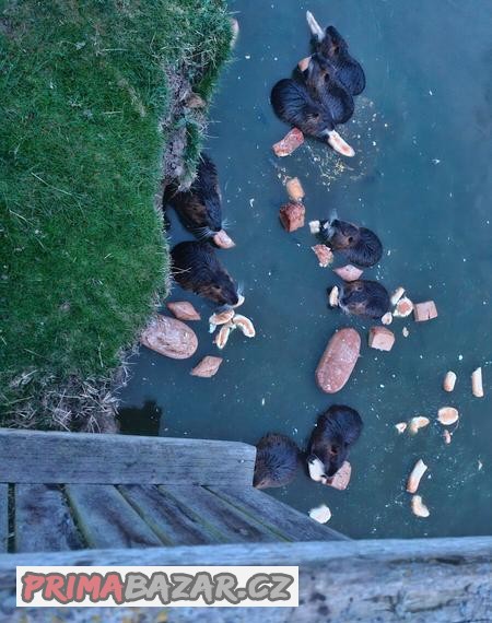Nutrie