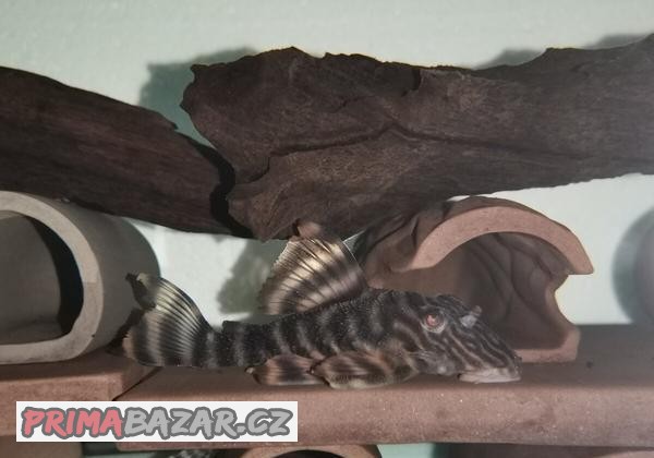 L 398 Panagolus tankei