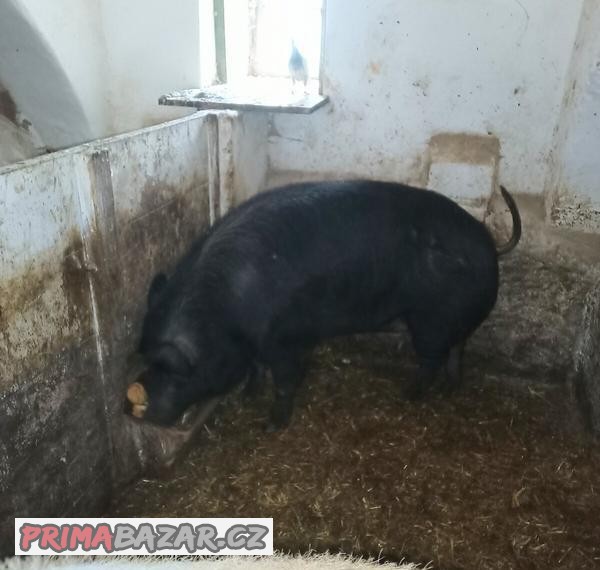 Doma krmená prasata