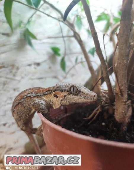 pagekon hrbolkohlavý, auriculatus, terárium