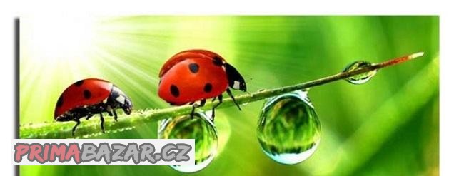 obraz-berusky-100-x-40-cm