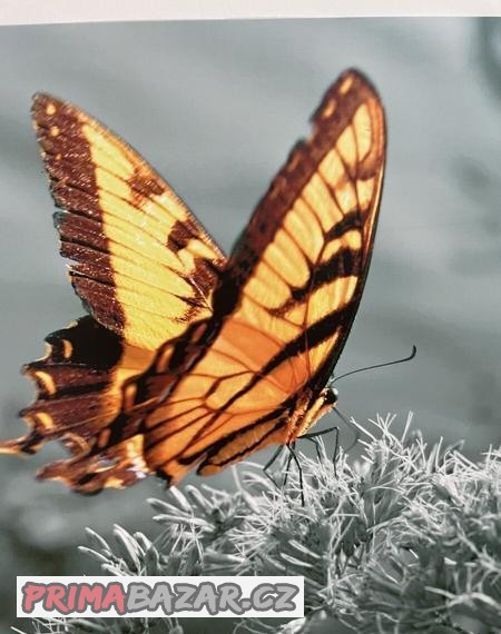 obrazek-motyl