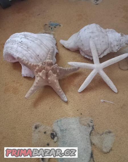 mořské mušle