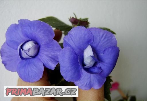 ACHIMENES-HONZÍKY,rhizomy ACHIMENES-HONZÍKY,rhizomy